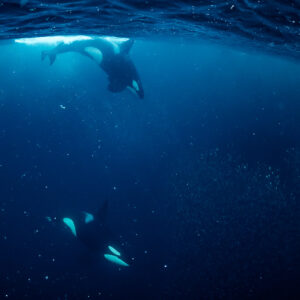 Orcas at the surface and below, one turning upside down, Kvænangen, Troms, Norway