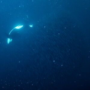 Orca twisting belly-up in dark blue water near herring, Kvænangen, Troms, Norway