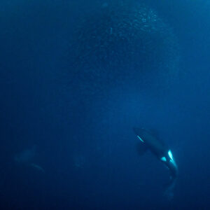 Orca diving below a distant herring ball, square frame, Kvænangen, Troms, Norway