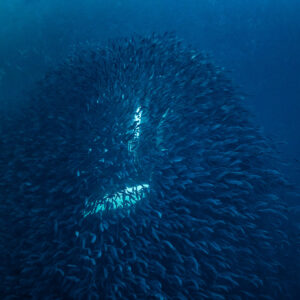 Humpback whale rising mouth open through a herring ball, square frame, Kvænangen, Troms, Norway