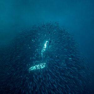 Humpback whale engulfing herring, greenish tones, square frame, Kvænangen, Troms, Norway