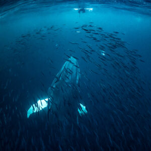 Humpback whale rising through herring toward a snorkeller at the surface, Kvænangen, Troms, Norway