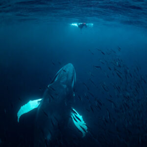 Humpback whale ascending with white pectoral fins spread, snorkeller above, Kvænangen, Troms, Norway