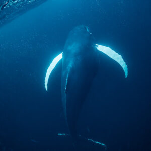 Humpback whale seen from above with long white pectoral fins spread, Kvænangen, Troms, Norway