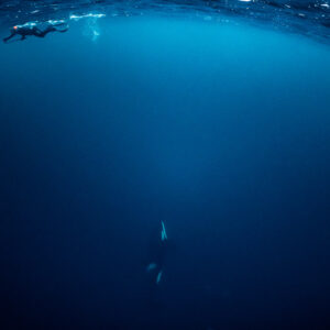 Snorkeller at the surface watching a distant orca in the blue below, Kvænangen, Troms, Norway