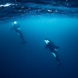 Two orcas swimming upward beneath the surface ripples, Kvænangen, Troms, Norway