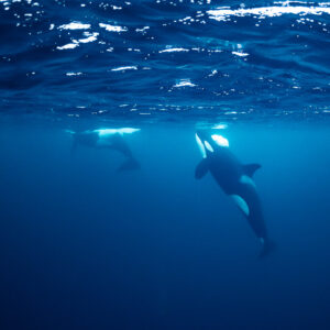 Orcas swimming just below the surface, one diving toward the camera, Kvænangen, Troms, Norway