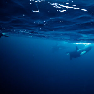 Snorkeller in a drysuit and an orca passing below the surface, Kvænangen, Troms, Norway