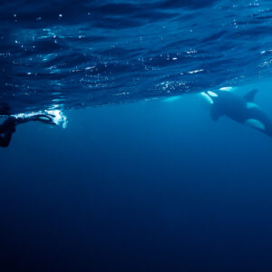 Snorkeller swimming as an orca passes nearby under the surface, Kvænangen, Troms, Norway