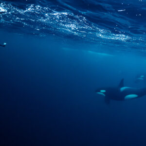 Orcas swimming away below a snorkeller's legs at the surface, Kvænangen, Troms, Norway
