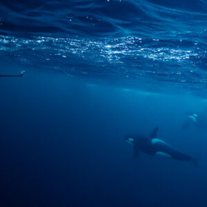 Orca gliding past in the blue below a snorkeller near the surface, Kvænangen, Troms, Norway