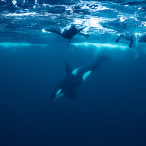 Orca diving below two snorkellers swimming at the surface, Kvænangen, Troms, Norway