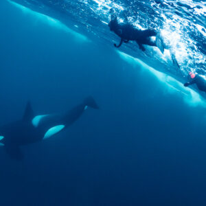 Orca swimming close to snorkellers under the tilted surface, Kvænangen, Troms, Norway