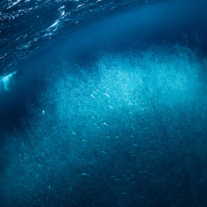 Vast cloud of herring under the surface with a pale whale shape, Kvænangen, Troms, Norway