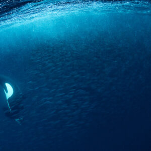Orca diving at the edge of a herring school, Kvænangen, Troms, Norway