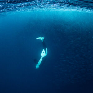 Orca twisting upside down showing its white belly near herring, Kvænangen, Troms, Norway
