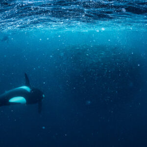 Orca swimming in front of a hazy herring ball, Kvænangen, Troms, Norway