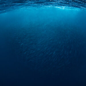 Snorkeller at the surface above a dark herring ball, Kvænangen, Troms, Norway