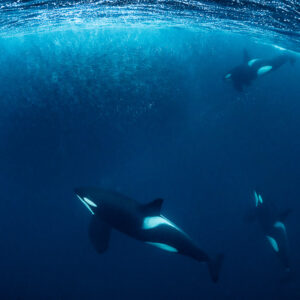 Three orcas hunting around a herring ball under the surface, Kvænangen, Troms, Norway