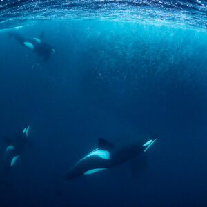 Three orcas swimming at different depths beside herring, Kvænangen, Troms, Norway