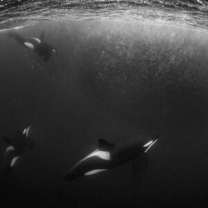 Black and white image of three orcas hunting near herring, Kvænangen, Troms, Norway