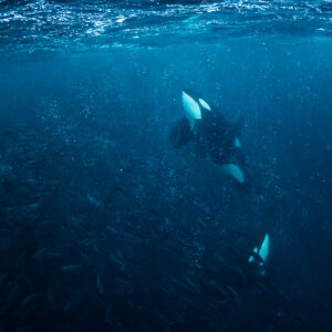 Two orcas diving through a dense herring school, Kvænangen, Troms, Norway