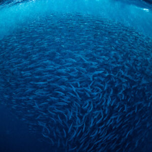 Huge herring ball with an orca at its edge, Kvænangen, Troms, Norway