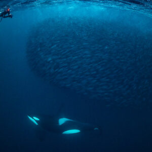 Orca passing below a herring ball while a snorkeller watches, Kvænangen, Troms, Norway