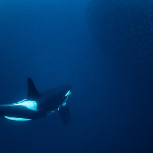 Orca swimming close in deep blue water, full side view, Kvænangen, Troms, Norway