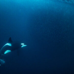 Orca turning sharply with a trail of bubbles near herring, Kvænangen, Troms, Norway