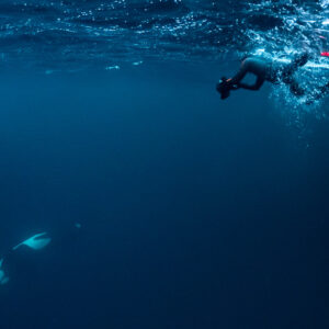 Snorkellers diving down as an orca turns below them, Kvænangen, Troms, Norway