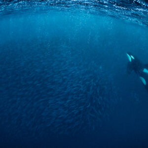 Orca diving beside a dense herring ball under the surface, Kvænangen, Troms, Norway