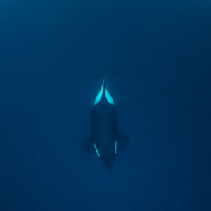 Orca rising toward a snorkeller at the surface, vertical frame, Kvænangen, Troms, Norway