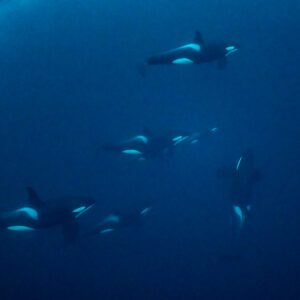 Pod of orcas swimming together in deep blue water, Kvænangen, Troms, Norway