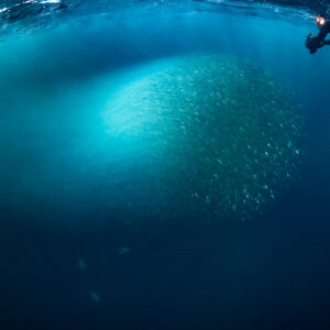 Snorkeller with a light above a glowing herring ball, Kvænangen, Troms, Norway