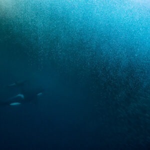 Orcas passing beneath a vast shimmering cloud of herring, Kvænangen, Troms, Norway