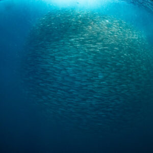 Herring ball glowing in light just below the surface, Kvænangen, Troms, Norway