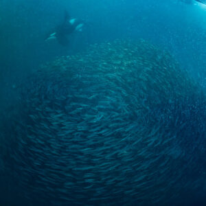Orca hunting above a large round herring ball, Kvænangen, Troms, Norway