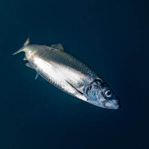 Single silver herring isolated against dark water, vertical frame, Kvænangen, Troms, Norway