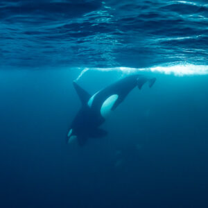 Orca diving down from the surface with another orca nearby, Kvænangen, Troms, Norway