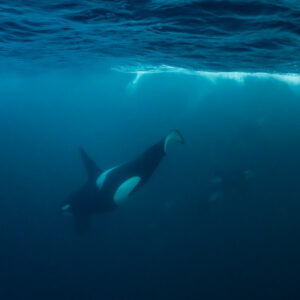 Orca descending below the surface, another faint in the background, Kvænangen, Troms, Norway