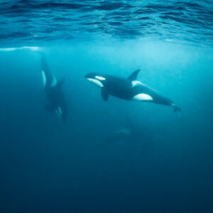 Two orcas swimming below the surface, one diving and one gliding, Kvænangen, Troms, Norway