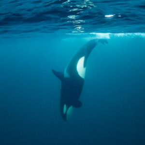 Orca diving head-down below the surface, vertical frame, Kvænangen, Troms, Norway