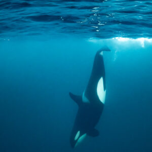 Orca descending steeply showing its white flank, vertical frame, Kvænangen, Troms, Norway