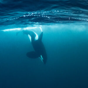Two orcas diving together from the surface, one above the other, Kvænangen, Troms, Norway