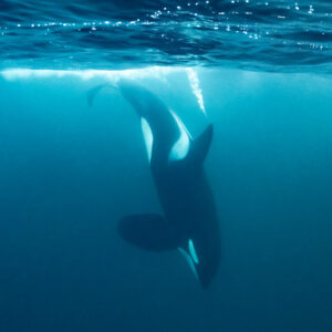 Pair of orcas diving below the surface, tight vertical frame, Kvænangen, Troms, Norway