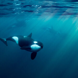 Orca turning toward the camera in sunbeams and turquoise water, Kvænangen, Troms, Norway