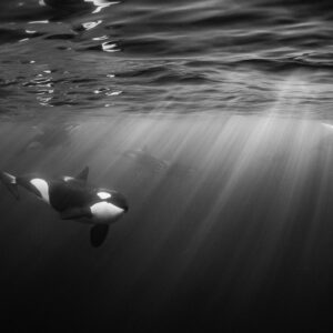 Black and white image of an orca gliding under sun rays, Kvænangen, Troms, Norway