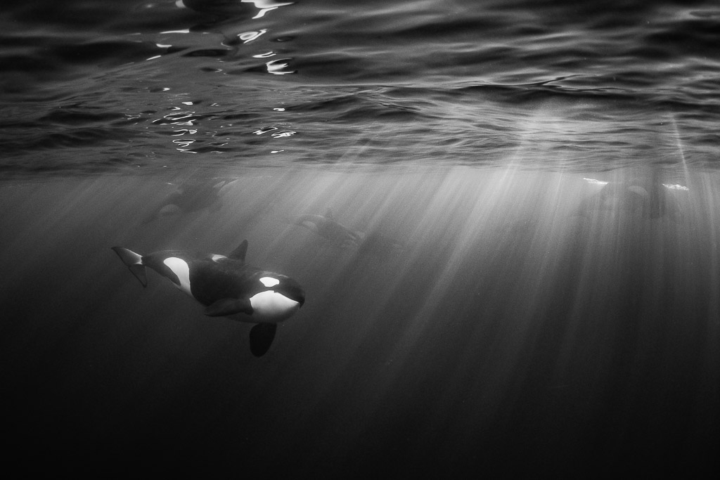 Image en noir et blanc d’un orque glissant sous des rayons de soleil, Kvænangen, Troms, Norvège