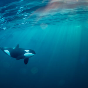 Orca swimming beneath sunbeams with a pink glow at the surface, Kvænangen, Troms, Norway